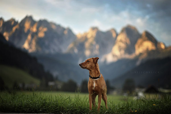 Hund im Gosautal