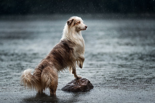 Aussi  Hundefotograf Berlin 