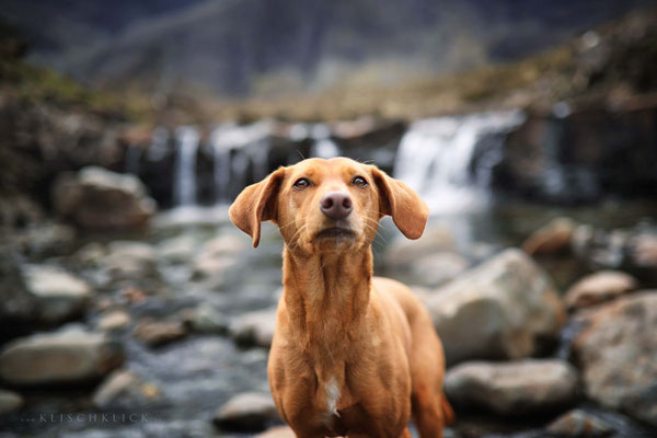 Roadtrip mit Hund Schottland Fairy Pools