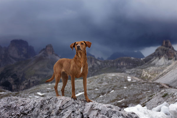 Hund bei den drei Zinnen