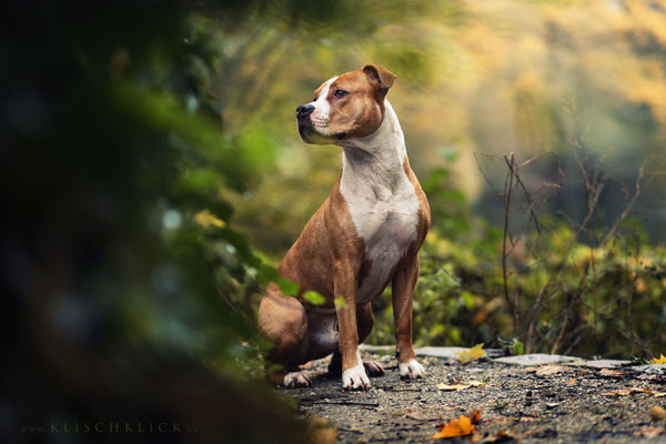 Amstaff Hundefotograf Berlin 