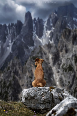 Hund bei den drei Zinnen