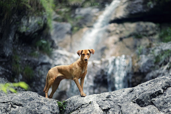 Hund am Königssee