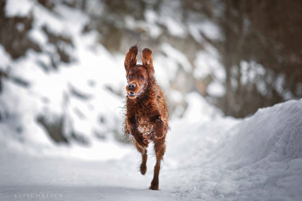 roter Irisch Setter im Schnee / Hundefotograf