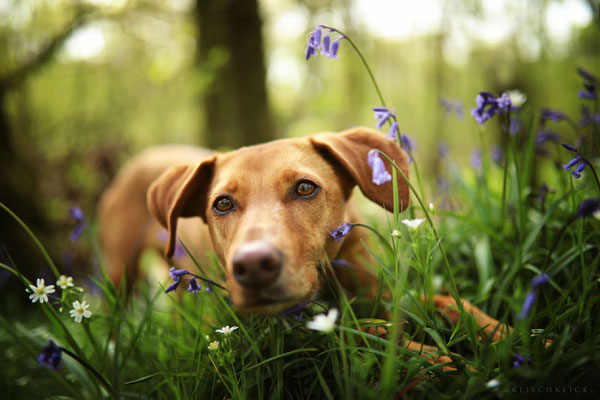 Roadtrip mit Hund Schottland 