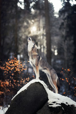 Severin Klisch Tierfotografie heulender Tamaskan