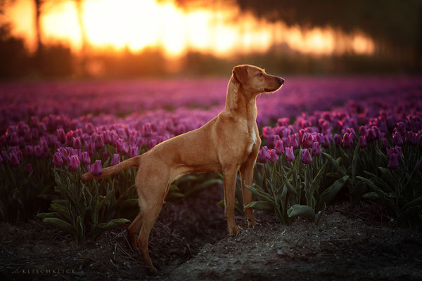 Hund Tulpenfelder Emmeloord