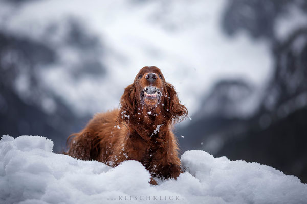 roter Irisch Setter im Schnee / Hundefotograf