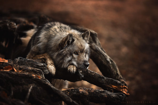 Eurasier Hundefotograf Berlin 