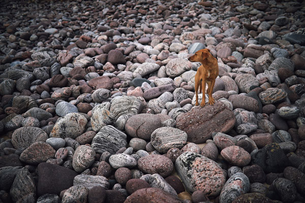 Roadtrip mit Hund Schottland 