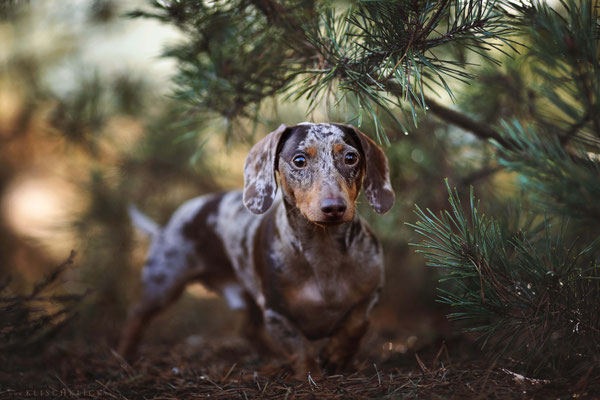 Tigerdackel Hundefotograf Berlin