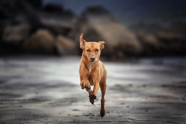 Roadtrip mit Hund Schottland Strand Staffin