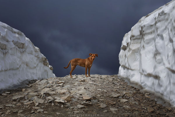 Hund bei den drei Zinnen