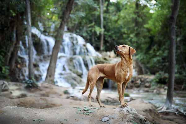 mit Hund im Nationalpark Krka, Kroatien