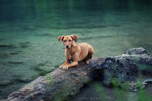 Hund am Königssee