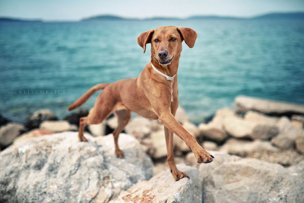 mit Hund in Kroatien am Meer