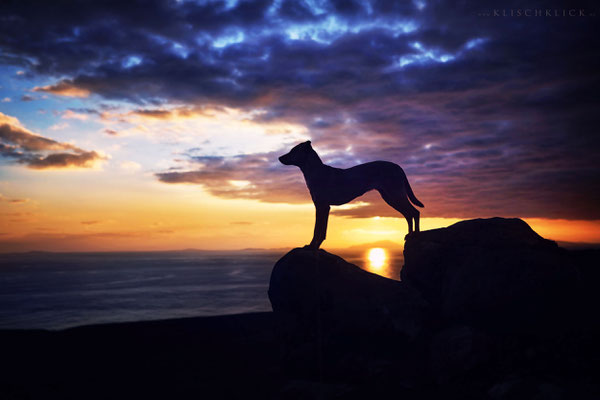 Roadtrip mit Hund Schottland  Neist Point