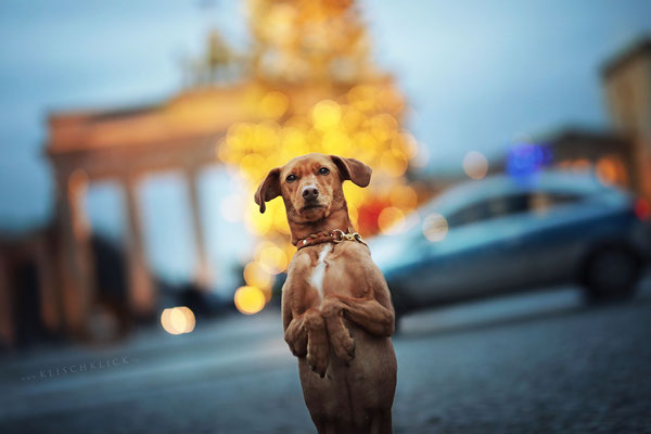  Hundefotograf Berlin 