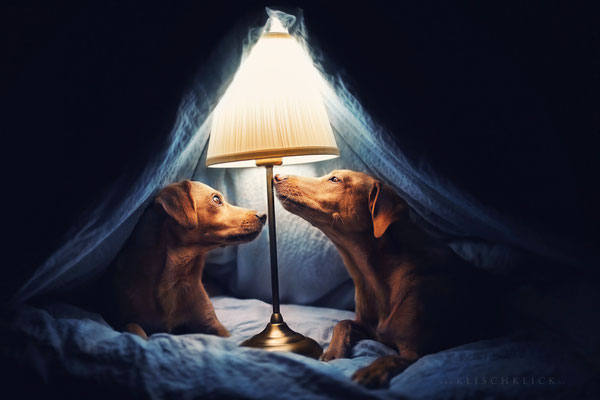  Hundefotograf Berlin 