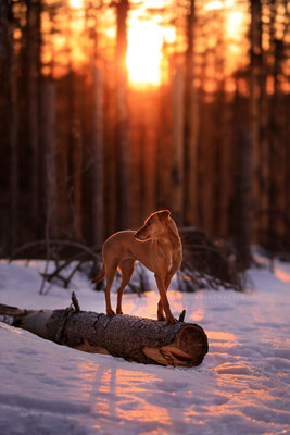 Sonnenaufgang am Brocken