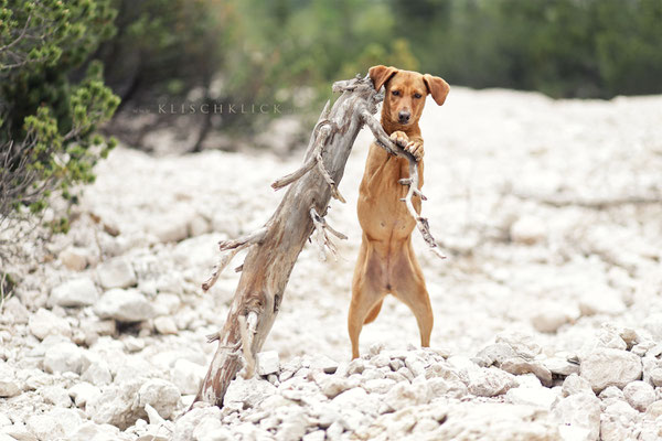 Hund am Pragser Wildsee