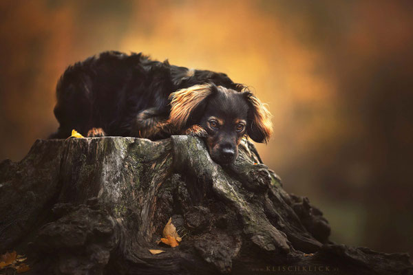 Hundefotograf Berlin 