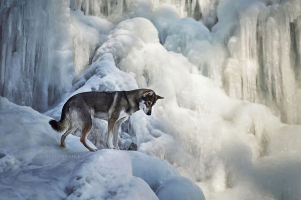 Tamaskan