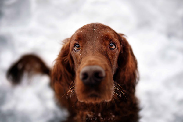 roter Irisch Setter im Schnee / Hundefotograf