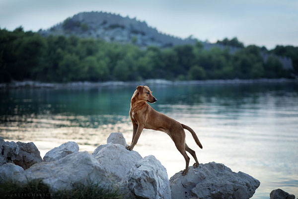 mit Hund in Kroatien am Meer