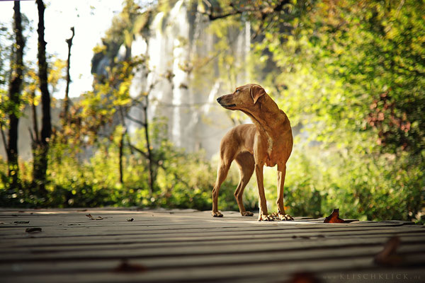 mit Hund im Nationalpark Plitvicer Seen