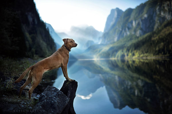 Hund am Gosausee