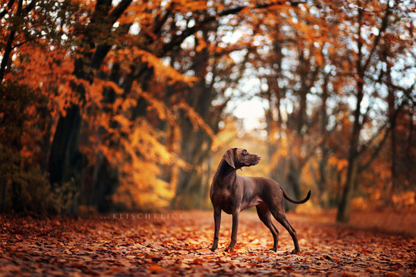 Hundefotograf Berlin 