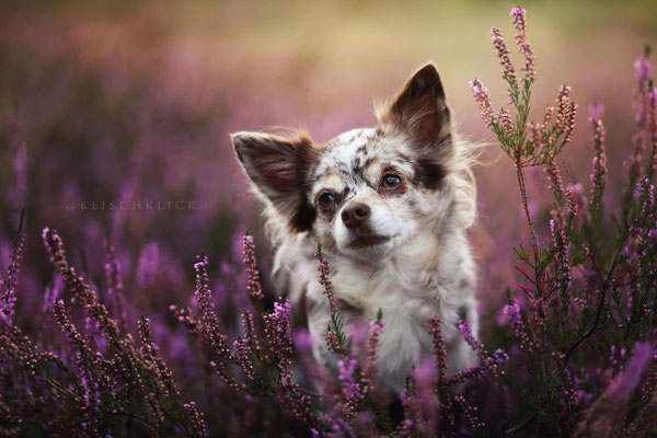 Hundefotograf Berlin 