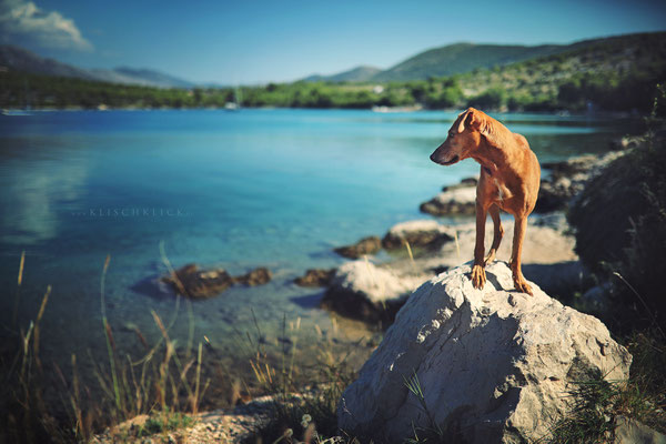 mit Hund in Kroatien am Meer