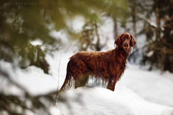 roter Irisch Setter im Schnee / Hundefotograf