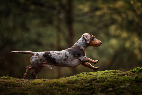 Tigerdackel Hundefotograf Berlin