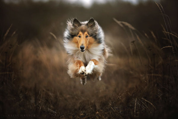Collie Hundefotograf Berlin 