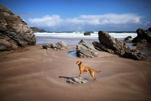 Roadtrip mit Hund Schottland Strand