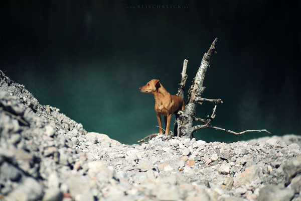 um den Gosausee