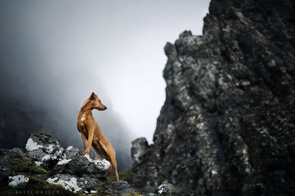 Hund old man of storr