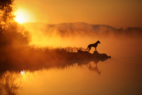 Hund Morgennebel