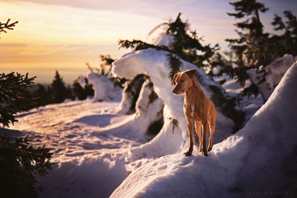 Sonnenaufgang auf dem Brocken