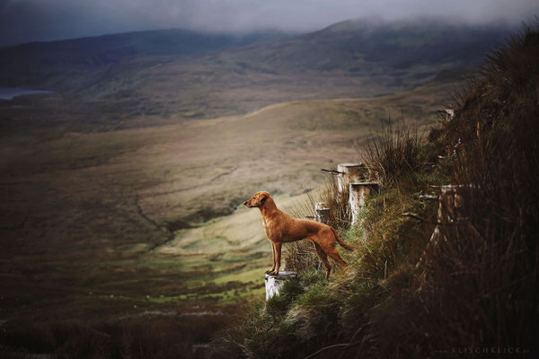 Roadtrip mit Hund Schottland 