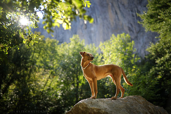 mit Hund im Nationalpark Paklenica