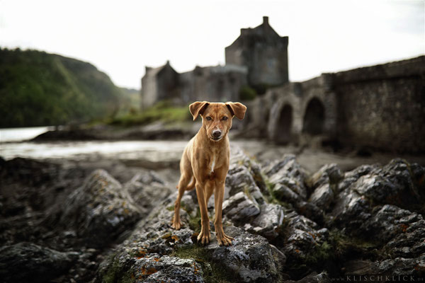 Roadtrip mit Hund Schottland 