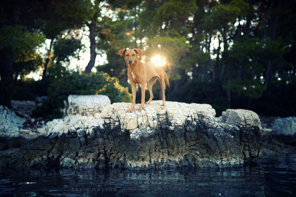 mit Hund in Kroatien am Meer