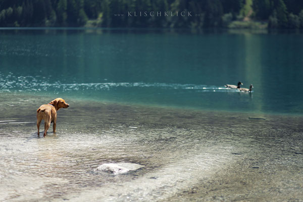 Hund am Antholzer See