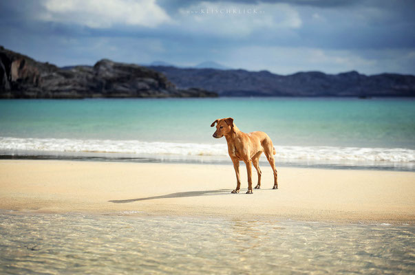 Roadtrip mit Hund Schottland Oldshoremore