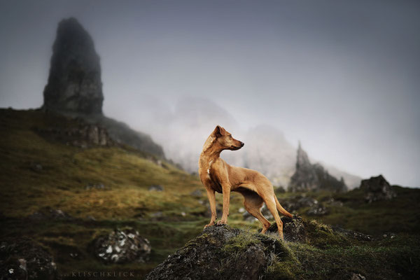 Roadtrip mit Hund Schottland old man of storr