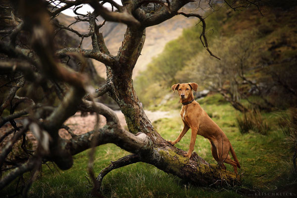 Roadtrip mit Hund Schottland Steall Falls